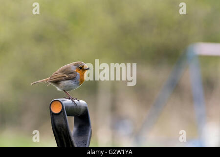 Vue de côté de Robin Redbreast perché sur un chat gérer Banque D'Images