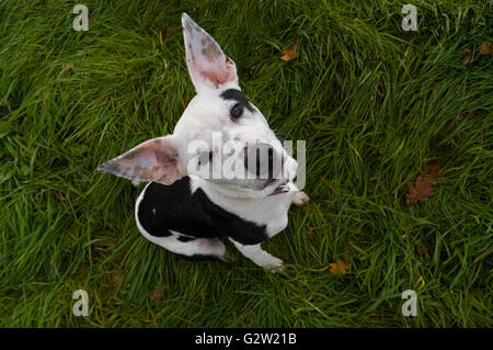 Dog avec de grandes oreilles pointues et des marques noires et blanches à chercher directement à l'appareil photo Banque D'Images