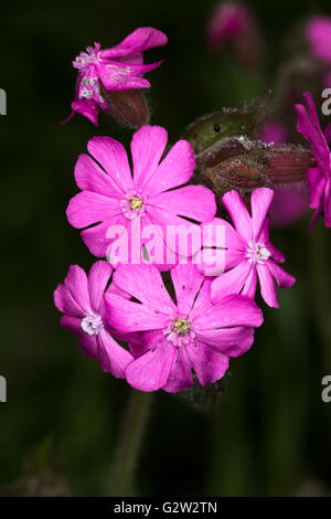 Une macro image de la fleur de la mauve commune (Malva sylvestris) poussent à l'état sauvage autour des rives de la région de Durham, en Angleterre. Banque D'Images