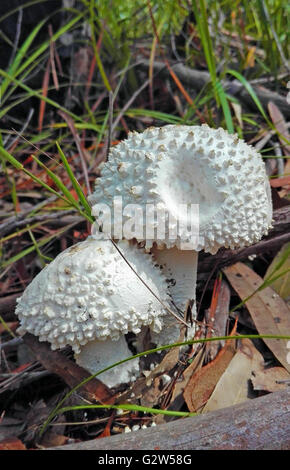 Puffy blanc Amanita champignons (champignons) qui poussent sur le sol forestier Banque D'Images