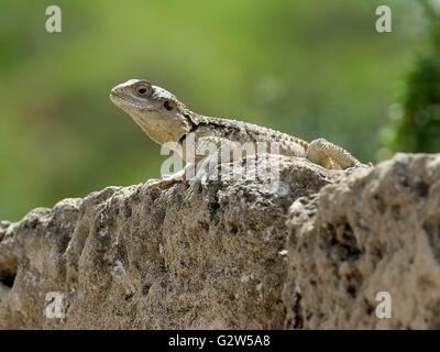 Lézard Gecko (infraordre Gekkota) sur un rocher, les salamis, Famagusta, (Gazimagusa), Chypre du Nord. Banque D'Images