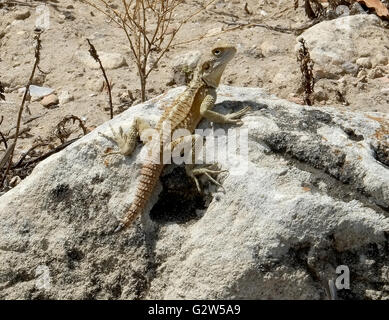 Lézard Gecko (infraordre Gekkota) sur un rocher, les salamis, Famagusta, (Gazimagusa), Chypre du Nord. Banque D'Images