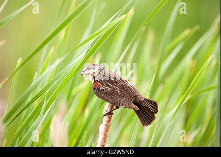 Femme Red-Winged Blackbird transporte une grande libellule dans son bec Banque D'Images