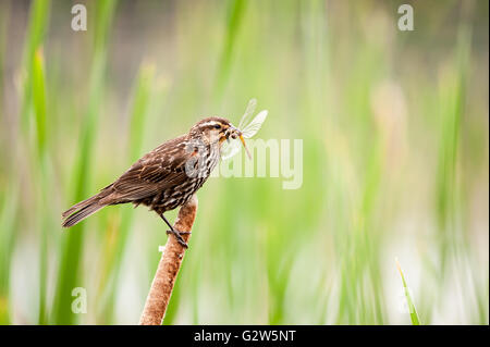 Femme Red-Winged Blackbird transporte une grande libellule dans son bec Banque D'Images