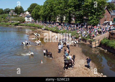 Le cheval traditionnel le laver dans la rivière Eden à Appleby Horse Fair, Cumbria, Royaume-Uni, le 3 juin 2016 Banque D'Images