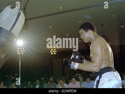 Arlington, Virginia, USA. Apr 20, 1976. Heavyweight Champion Muhammad Ali hits un sac qu'il s'entraîne pour sa lutte contre Jimmy Young à Arlington, en Virginie, le 20 avril 1976. Credit : Arnie Sachs/CNP © Arnie Sachs/CNP/ZUMA/Alamy Fil Live News Banque D'Images