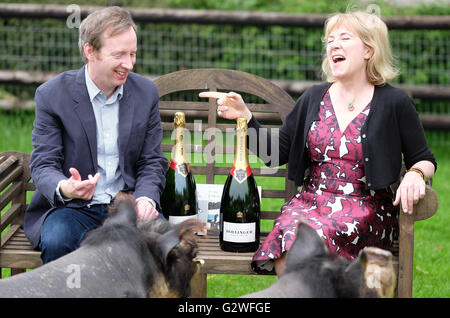 Kington, Herefordshire, UK Juin 2016 - Bollinger Everyman Wodehouse Prize for Fiction comique, petites races ferme, Kington, Herefordshire, UK - Auteurs Paul Murray et Hannah Rothschild célébrer le fait d'être des gagnants de ce prix de la bande dessinée d'années de la fiction. En plus de l'honneur et le champagne chaque auteur aura un porc de race locale nommée d'après leurs titres de livre - Paul Murray aura un cochon du nom de la marque et le vide, Hannah Rothschild aura un cochon nommé l'improbabilité de l'amour. Banque D'Images