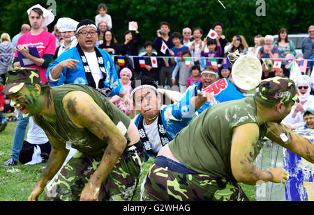 Coxheath, Kent, Angleterre, 4 juin 2016. Quatre équipes de la compétition à l'official World Championship 2016 Tarte à la crème dans le village de Coxheath près de Maidstone, Kent. A commencé en 1967 par le conseiller Mike FitzGerald comme un moyen de recueillir des fonds pour la salle des fêtes, l'événement est devenu un sport international avec une équipe gagnante du Japon en 2015. http://www.worldcustardpiechampionship.co.uk/ PjrNews : Crédit/Alamy Live News Banque D'Images