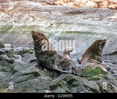 La Terre de Feu, Argentine. Feb 23, 2003. Les Otaries à fourrure d'Amérique du Sud. (Arctocephalus australis), sur une île rocheuse, dans le canal de Beagle dans l'archipel de la Terre de feu près de la ville d'Ushuaia. Dans la partie sud de l'Amérique du Sud, le tourisme est un secteur en pleine croissance populaires de l'économie. © Arnold Drapkin/ZUMA/Alamy Fil Live News Banque D'Images