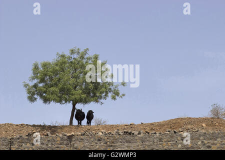 Buffles debout dans un arbre de l'ombre, Pune, Maharashtra, Inde Banque D'Images