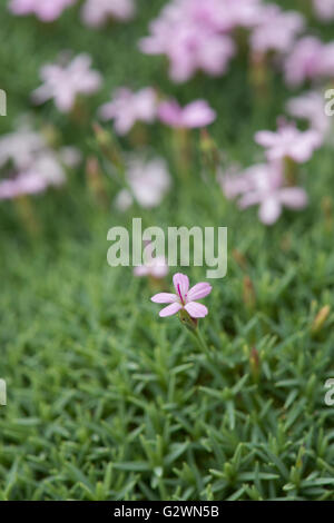 Dianthus anatolicus. Fleur rose en Anatolie Banque D'Images