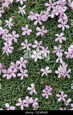 Dianthus anatolicus. Fleur rose en Anatolie Banque D'Images