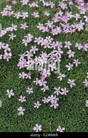 Dianthus anatolicus. Fleur rose en Anatolie Banque D'Images