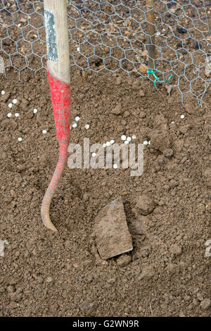 La plantation de graines de mange-tout dans un potager tranchée. UK Banque D'Images