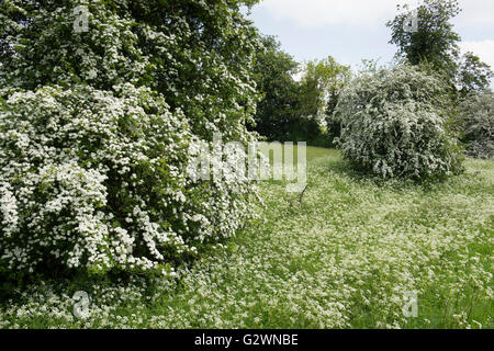 Crataegus monogyna et Anthriscus sylvestris. L'aubépine et cow parsley floraison dans la campagne. Oxfordshire, Angleterre Banque D'Images