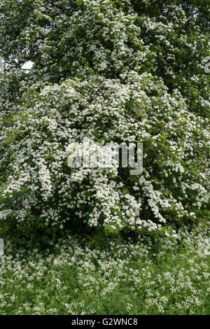 Crataegus monogyna et Anthriscus sylvestris. L'aubépine et cow parsley floraison dans la campagne. Oxfordshire, Angleterre Banque D'Images