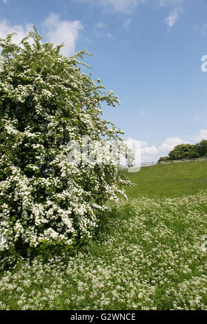 Crataegus monogyna et Anthriscus sylvestris. L'aubépine et cow parsley floraison dans la campagne. Oxfordshire, Angleterre Banque D'Images