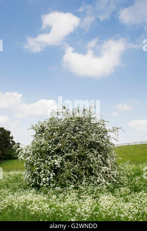 Crataegus monogyna et Anthriscus sylvestris. L'aubépine et cow parsley floraison dans la campagne. Oxfordshire, Angleterre Banque D'Images