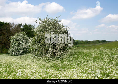 Crataegus monogyna et Anthriscus sylvestris. L'aubépine et cow parsley floraison dans la campagne. Oxfordshire, Angleterre Banque D'Images