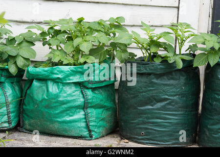 Solanum tuberosum. La production des pommes de terre dans des sacs. UK Banque D'Images