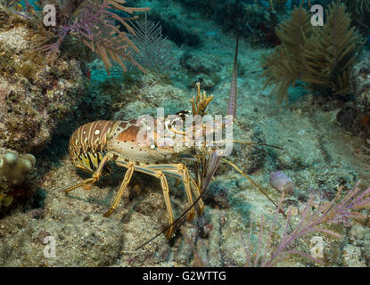 Une langouste des Caraïbes ventures hors de la protection de la barrière de corail, des antennes en agitant comme des coutelas. Banque D'Images