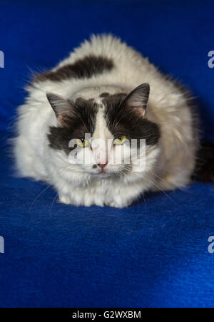 Chat sur couverture bleue Banque D'Images