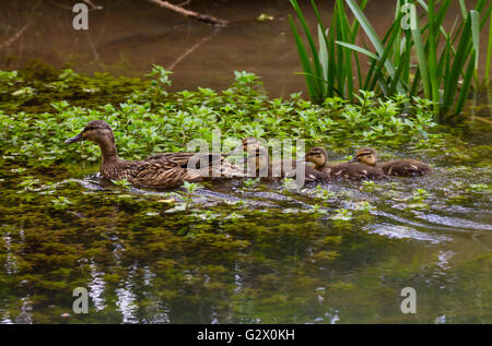 Femelle Canard colvert (Anas platyrhynchos) avec quatre canetons Banque D'Images