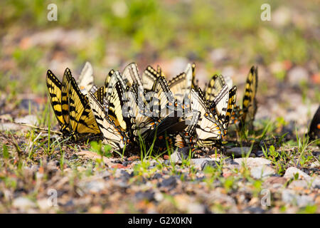 Grand groupe de l'Est de l'accumulation de Tiger papillons Machaons (Papilio glaucus) Banque D'Images