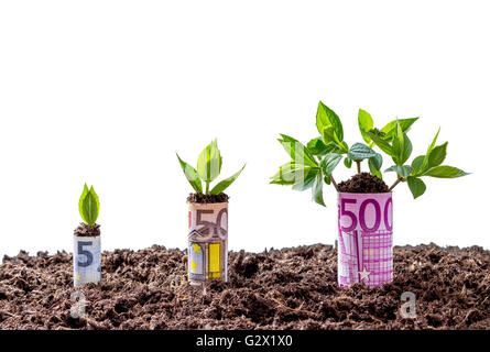 La croissance monétaire de l'euro sur les arbres, fond isolé Banque D'Images