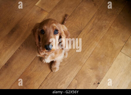 Regardant vers le bas comme chiot Cocker siège au plancher en bois Banque D'Images