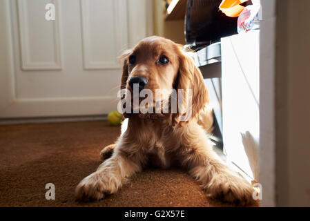 Chiot Cocker Lying On Floor At Home Banque D'Images