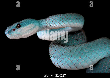 White-lipped island (Trimeresurus albolabris pitviper insularis) Banque D'Images