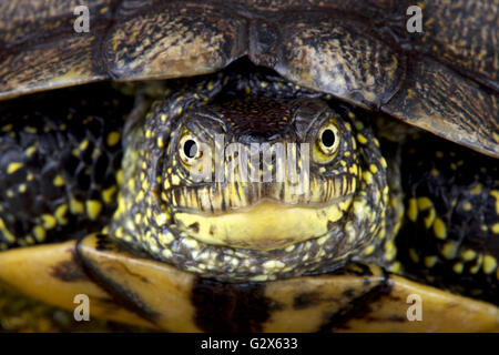 La tortue cistude (Emys orbicularis) Banque D'Images