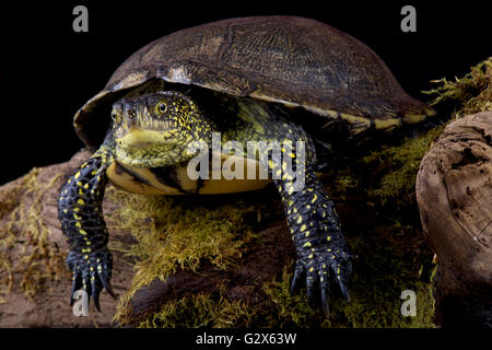 La tortue cistude (Emys orbicularis) Banque D'Images