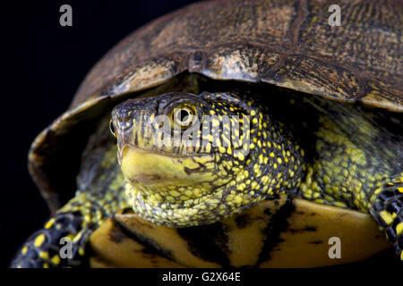 La tortue cistude (Emys orbicularis orbicularis) Banque D'Images