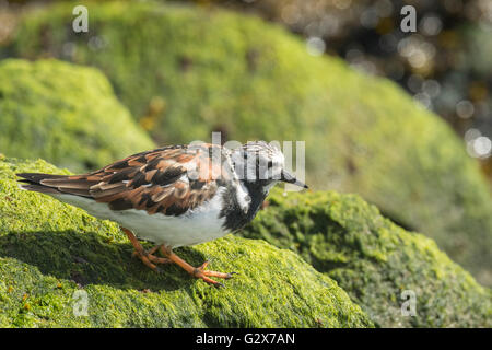 Tournepierre à collier Arenaria interpres, échassier, butiner dans entre les rochers près de la côte. Ces oiseaux vivent en troupeaux à shore Banque D'Images