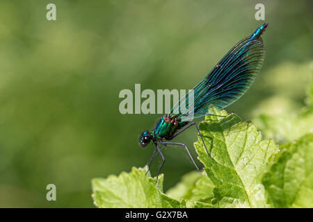 Demoiselle (Calopteryx bagué mâle splendens), Cambridgeshire, Angleterre Banque D'Images