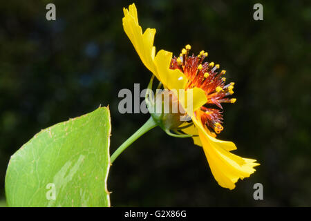 Coreopsis linifolia, parfois appelé Texas Wildflower Profil Tickweed, selective focus Banque D'Images