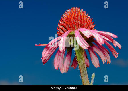 Cône rose fleur (Echinacea purpurea) libre contre fond de ciel bleu Banque D'Images