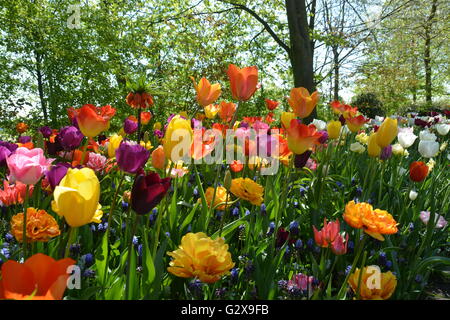 Tulipes au printemps dans les couleurs de l'image Banque D'Images