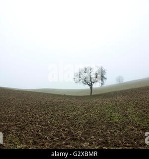 L'arbre de noix (Juglans regia), la Limagne, Auvergne, France Banque D'Images
