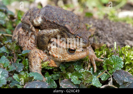 Crapaud commun (Bufo bufo), homme accroché à une femelle, Schleswig-Holstein, Allemagne Banque D'Images