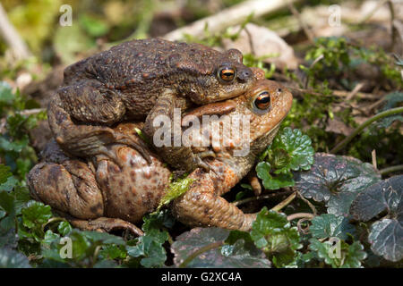 Crapaud commun (Bufo bufo), homme accroché à une femelle, Schleswig-Holstein, Allemagne Banque D'Images