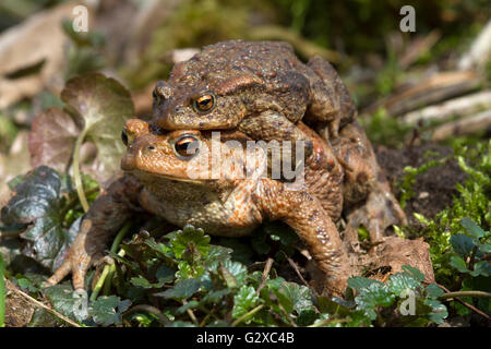 Crapaud commun (Bufo bufo), homme accroché à une femelle, Schleswig-Holstein, Allemagne Banque D'Images