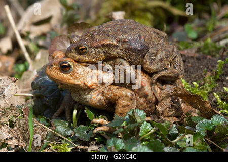 Crapaud commun (Bufo bufo), homme accroché à une femelle, Schleswig-Holstein, Allemagne Banque D'Images