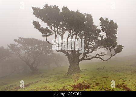 Vieux arbres laurier (Laurus nobilis) dans le brouillard, Maderira, Portugal Banque D'Images