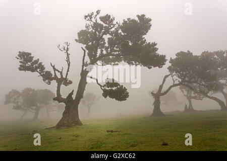 Vieux arbres laurier (Laurus nobilis) dans le brouillard, maderira, Portugal Banque D'Images