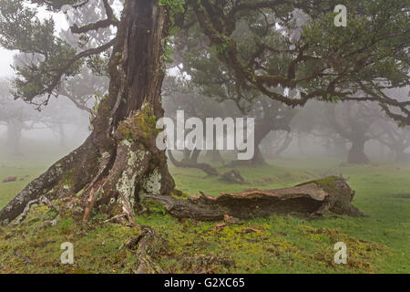 Vieux arbres laurier (Laurus nobilis) dans le brouillard, Maderira, Portugal Banque D'Images