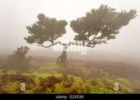 Vieux arbres laurier (Laurus nobilis) dans le brouillard, maderira, Portugal Banque D'Images