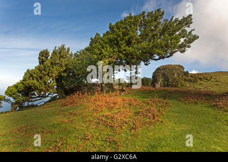 Vieux arbres laurier (Laurus nobilis), Maderira, Portugal Banque D'Images